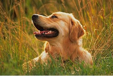 《霍格沃茨之遗》和最新版本Denuvo已经被破解